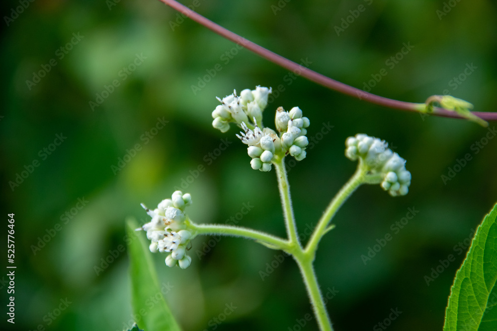Eupatorium grass flower background in the forest Eupatorium grass flower background in the forest