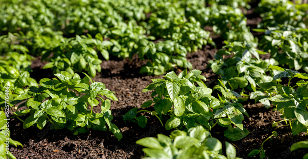 Fresh organic basilic leaves in the garden. Fresh herbs for cooking. Botanical name is Ocimum basilicum Fresh organic basilic leaves in the garden. Fresh herbs for cooking. Botanical name is Ocimum basilicum