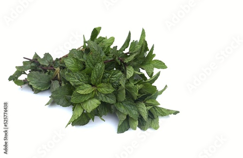 Fresh Bundle of Mint Leaves or Pudia Leaves Isolated on White Background