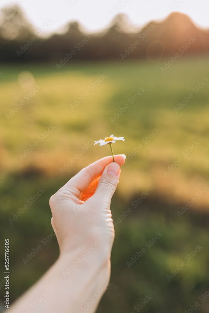 Woman's hand with a camomile on sunny summer day. The concept symbol of acceptance, love, care, appreciation and forgiveness.