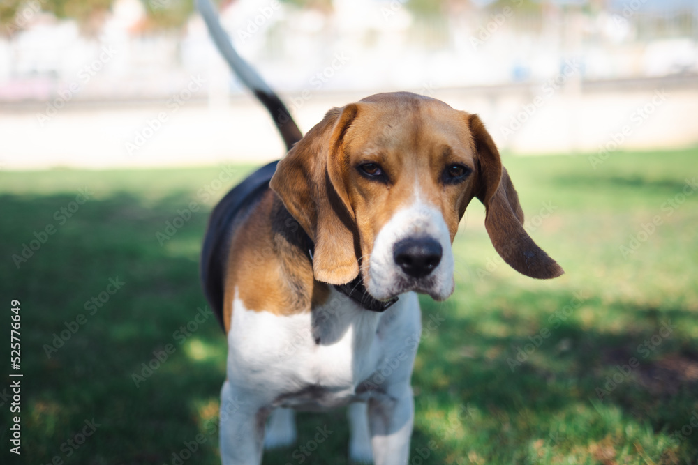 Adorable beagle dog looking to the camera. e Adorable beagle dog looking to the camera. e