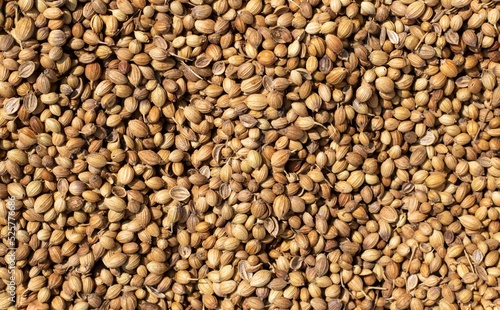 Top View of Coriander Seed or Dhania Seed Heap, Also Known as Chinese Parsley or Cilantro photo