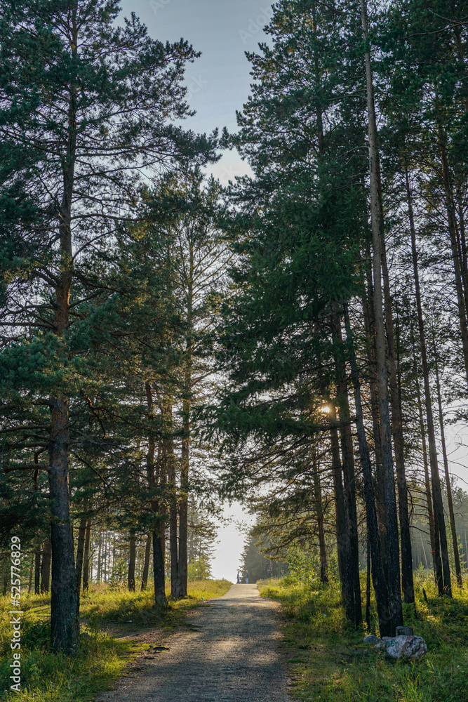 path in the forest