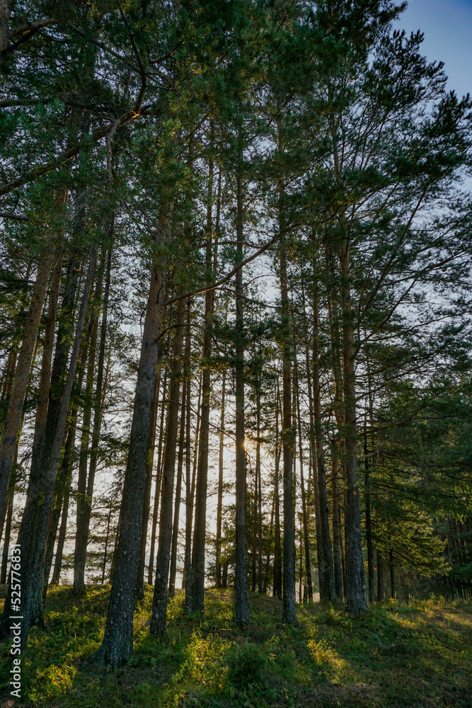 forest in summer