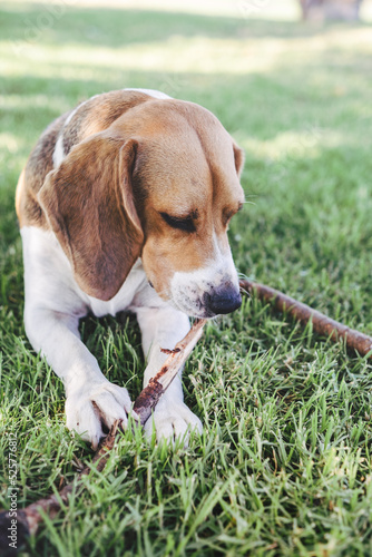 Beagle dog sitting on grass with sticks