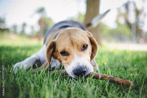 Fototapeta Naklejka Na Ścianę i Meble -  beagle dog playing with a stick

