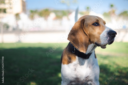 beagle dog in the grass with 