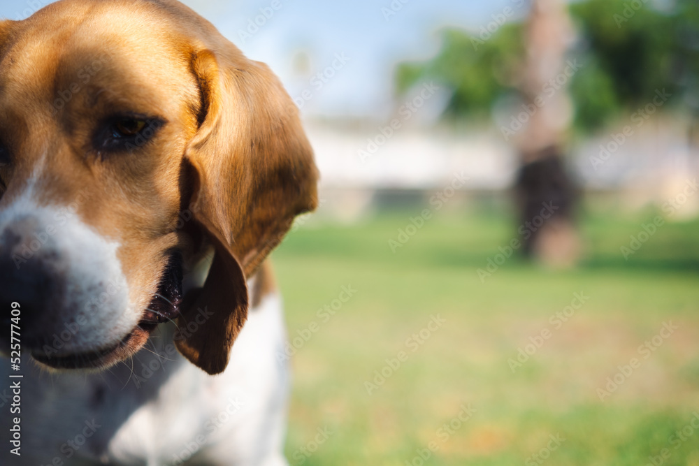beagle dog portrait beagle dog portrait