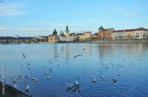 Flock of birds flying above the lake near the shore with Strelecky Island in Prague in background photo