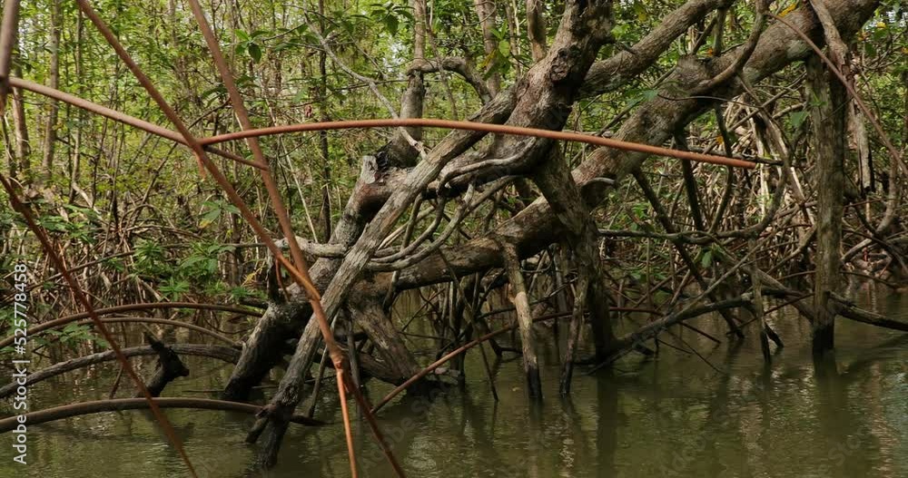 Mangrove wood in the coastal pacific water Mangrove wood in the coastal pacific water