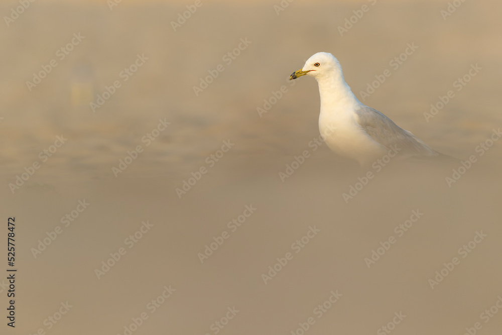 An adult ring-billed gull (Larus delawarensis) perched and foraging on the beach. An adult ring-billed gull (Larus delawarensis) perched and foraging on the beach.