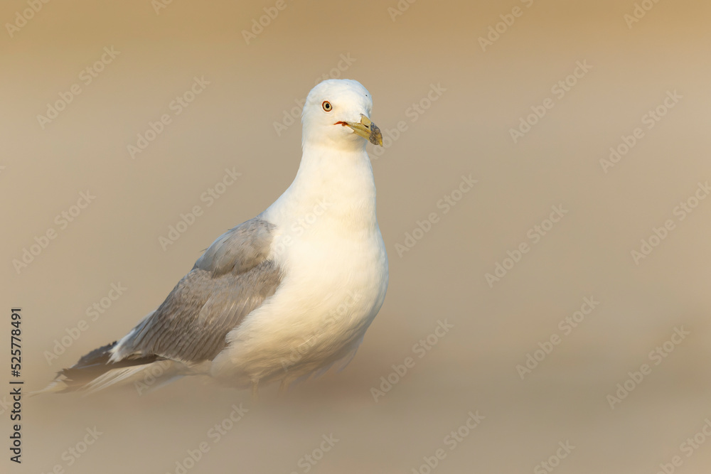An adult ring-billed gull (Larus delawarensis) perched and foraging on the beach. An adult ring-billed gull (Larus delawarensis) perched and foraging on the beach.