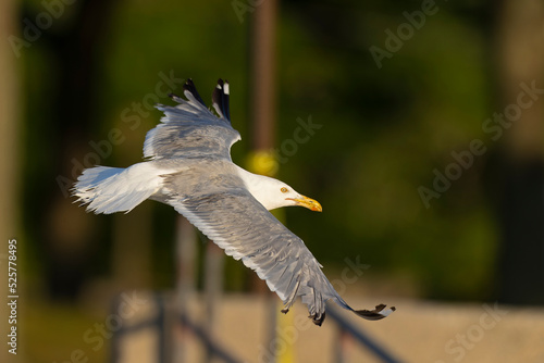 An American herring gull (Larus smithsonianus) flying above Revere beach.  photo