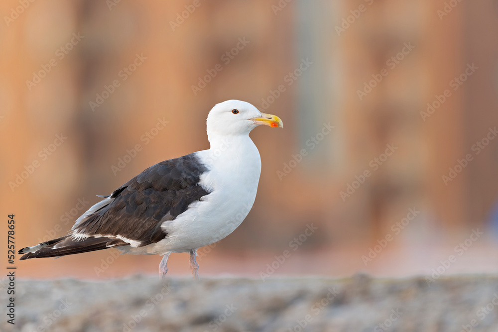 An adult great black-backed gull (Larus marinus) perched and foraging on the beach. An adult great black-backed gull (Larus marinus) perched and foraging on the beach.