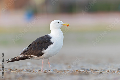 An adult great black-backed gull (Larus marinus) perched and foraging on the beach. photo