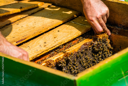  beekeeper pulls out a frame with honey from the beehive. Beekeeper holding frame Background texture pattern section wax Bees work honeycomb Concept apiculture apiary. Inspects .