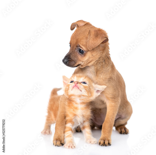 Tiny toy terrier puppy hugs ginger tabby kitten. Pet sit together and look away.  isolated on white background