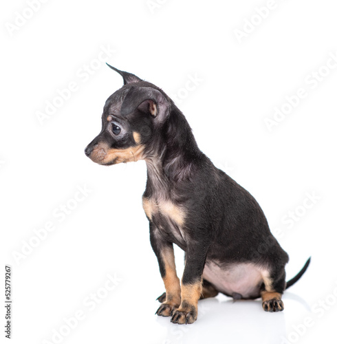 Cute Toy terrier puppy sits in profile and looks away on empty space. Isolated on white background