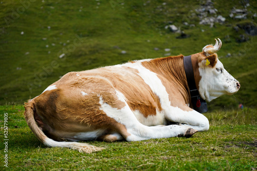 Vaca marrón reposando en un prado verde 
