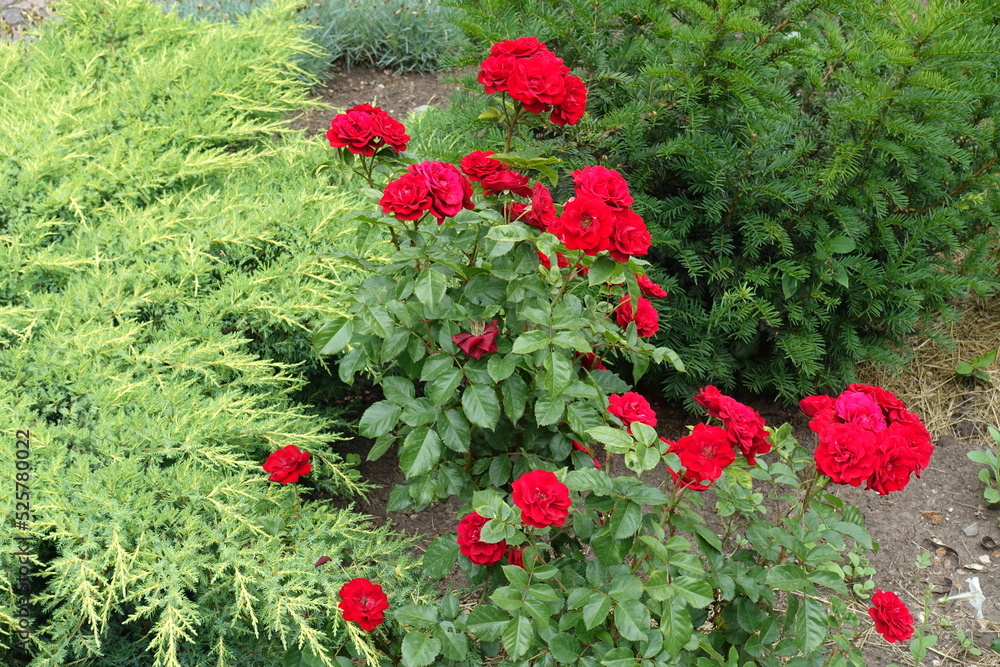Bush of red garden roses in bloom in mid June Bush of red garden roses in bloom in mid June