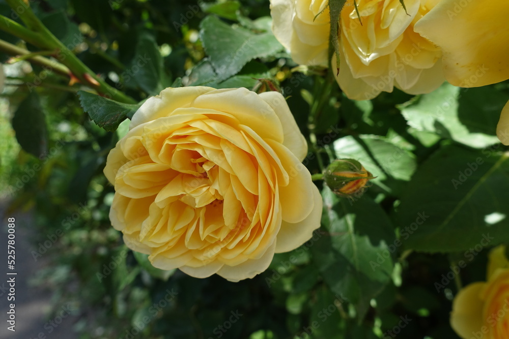 Close view of yellow flower of garden rose in June Close view of yellow flower of garden rose in June