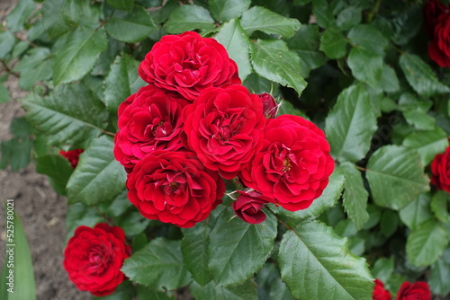 Bundle of red flowers of garden roses in mid June