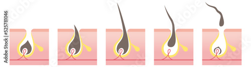Cross section of hair growth cycle steps. Vector illustration isolated on white background.