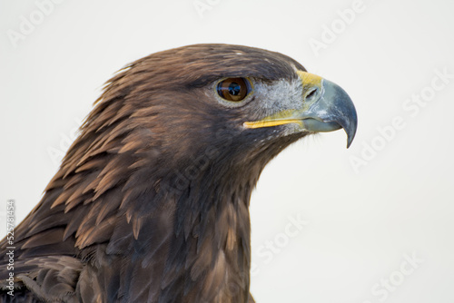 close up of a eagle