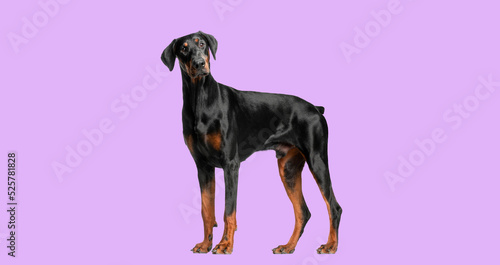 Doberman Pinscher dog standing on a pink background