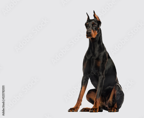 Leinwand Poster Doberman Pinscher dog sitting cutted ears on grey