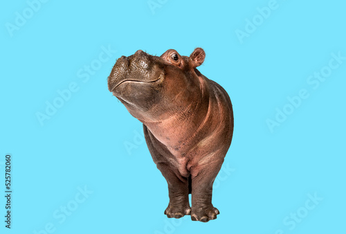 Hippo calf facing at the camera on blue