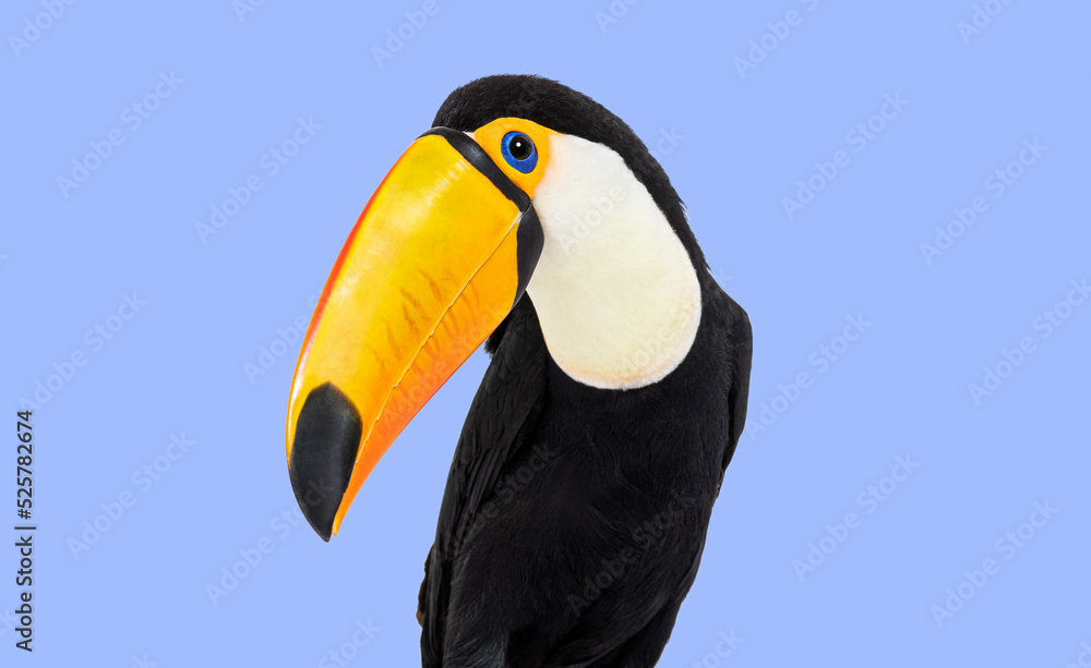 Fototapeta premium Head shot of a Toucan toco on violet background
