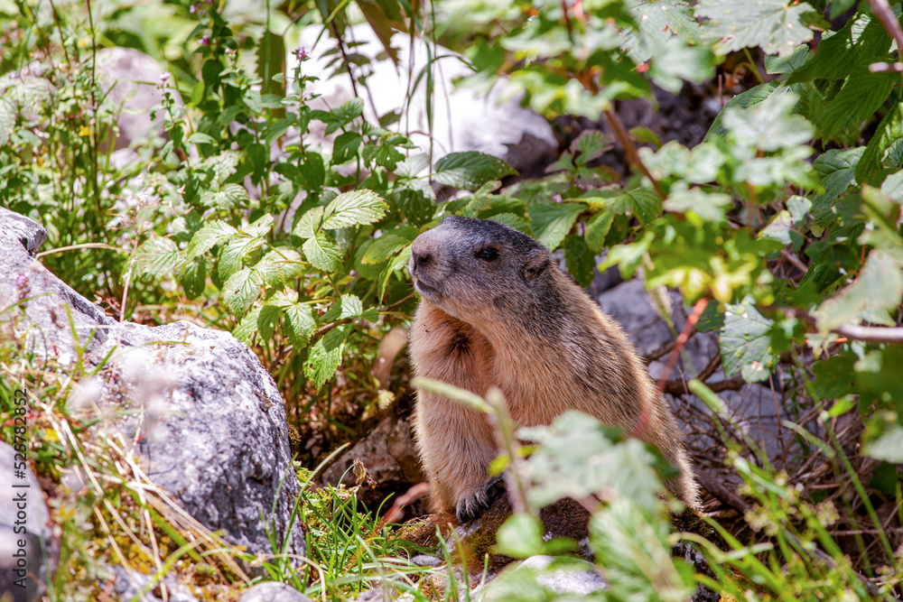Wild cute Alpine Marmot (Marmota marmota) in nature. looking at the camera. Close-up. Mountain Jenner Bavaria of national park Berchtesgaderen Land, Germany Wild cute Alpine Marmot (Marmota marmota) in nature. looking at the camera. Close-up. Mountain Jenner Bavaria of national park Berchtesgaderen Land, Germany
