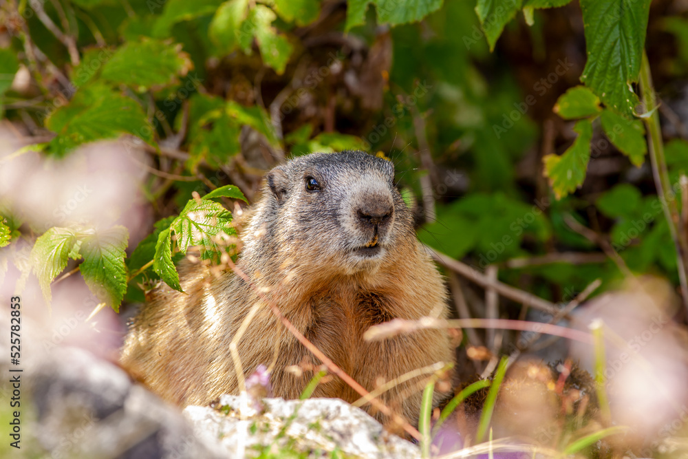 Wild cute Alpine Marmot (Marmota marmota) in nature. looking at the camera. Close-up. Mountain Jenner Bavaria of national park Berchtesgaderen Land, Germany Wild cute Alpine Marmot (Marmota marmota) in nature. looking at the camera. Close-up. Mountain Jenner Bavaria of national park Berchtesgaderen Land, Germany