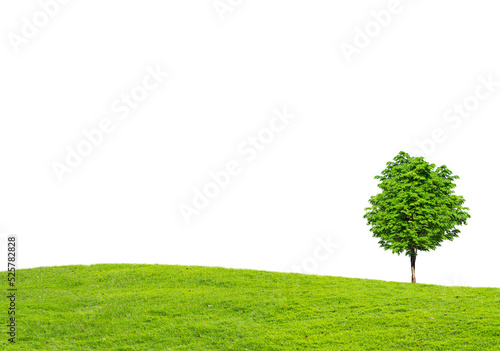 Tree isolated transparency background.