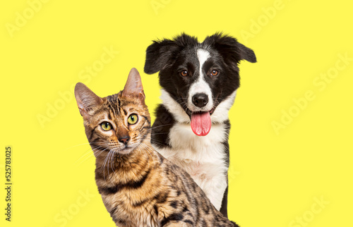 Brown bengal cat and a border collie dog panting with happy expression together on yellow background, looking at the camera