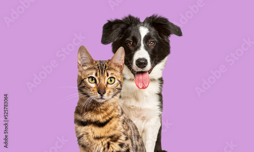 Brown bengal cat and a border collie dog panting with happy expression together on violet background  looking at the camera