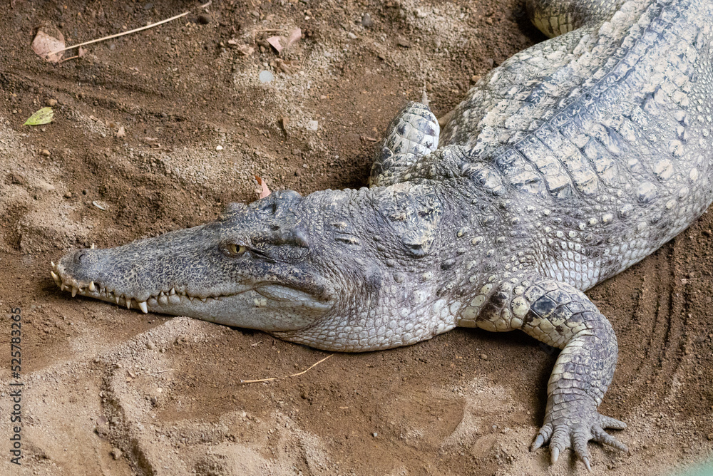 Obraz premium 眼光鋭く地面に伏せている恐竜のようなワニ