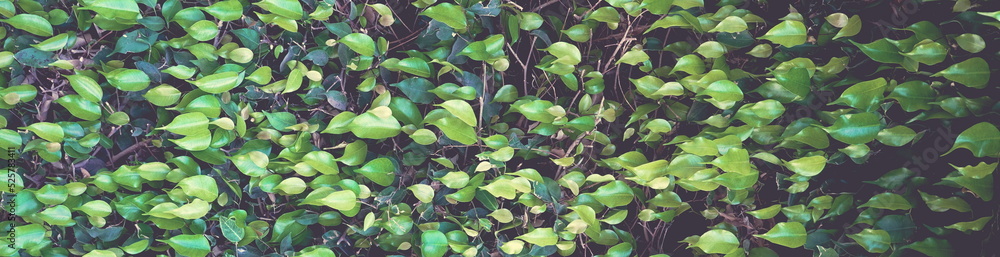 Weeping Fig or Ficus Benjamina Hedge Wall. Green Leaves Fence Wide Panoramic Photo Weeping Fig or Ficus Benjamina Hedge Wall. Green Leaves Fence Wide Panoramic Photo