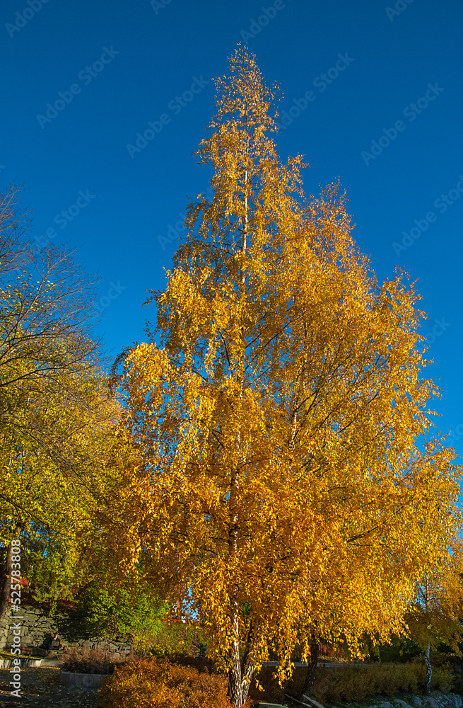 Autumn colors of a birch tree. Clear blue sky in the background. Vertical. Autumn colors of a birch tree. Clear blue sky in the background. Vertical.