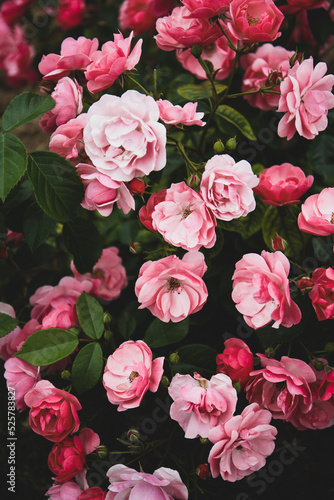 Garden pink roses in the garden close-up  vertical card