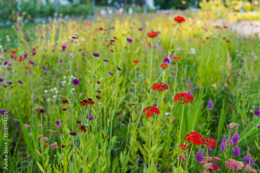 Colorful meadow flowers among grass on lawn in summer suny day Colorful meadow flowers among grass on lawn in summer suny day