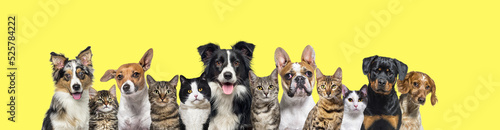 Photography Large group of cats and dogs looking at the camera on yellow