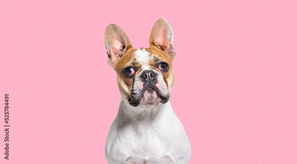 Head shot of French bulldog on a pink background