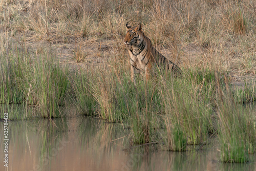 Tiger, Bengal Tiger (Panthera tigris Tigris), walking near a lake in Bandhavgarh National Park in India. Reflection in the water. 