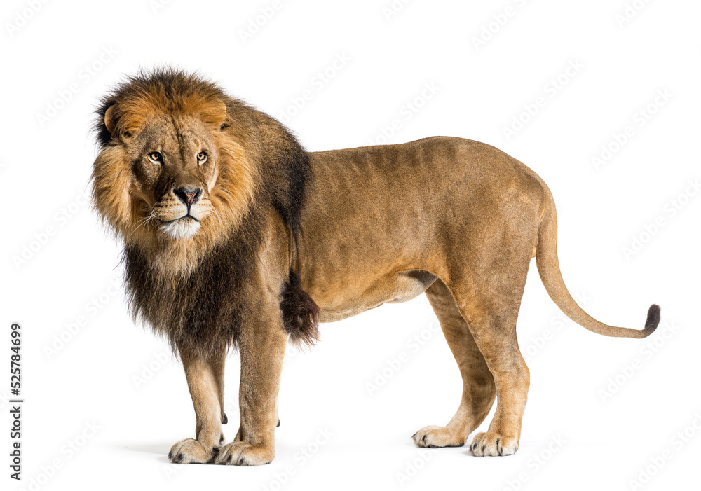 Side view of a male lion looking back, isolated on white
