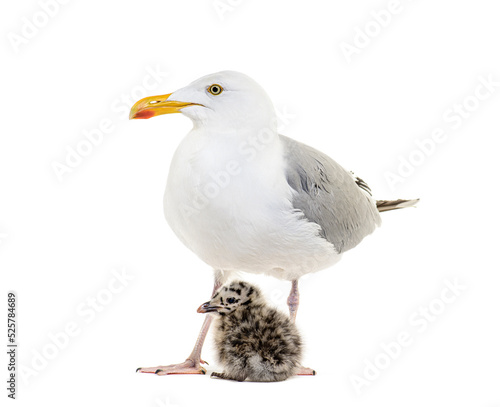 Mother and Twenty-four hours chick, European Herring Gull