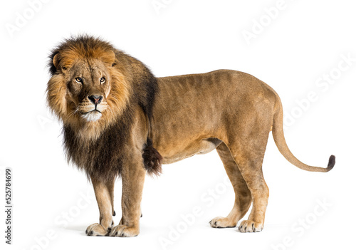 Side view of a male lion looking back  isolated on white