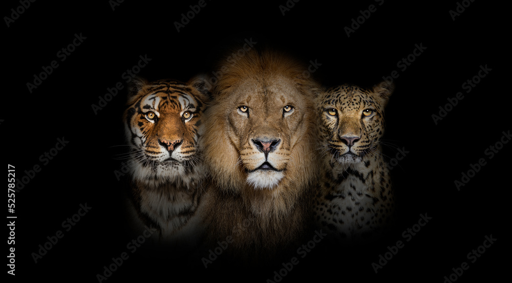 Big cats: Lion, tiger and spotted leopard, together on black background - obrazy, fototapety, plakaty 