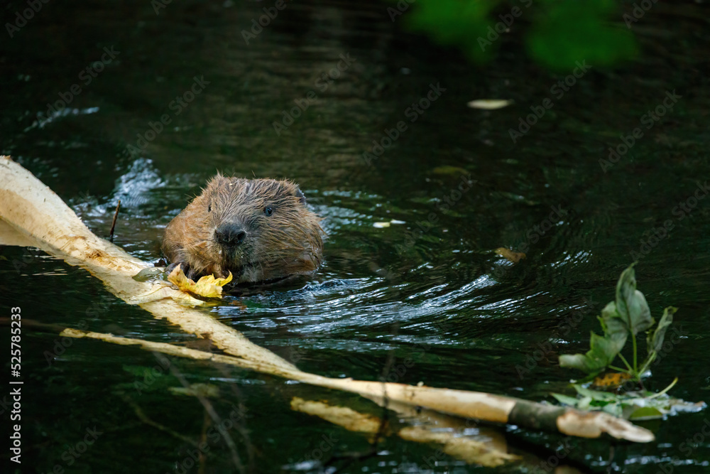 Hungry beaver. Wild European beaver, Castor fiber, peaks out from water. Beaver in river eats yellow maple leaves. Brown furry animal with long flat tail. Largest European rodent in nature habitat. Hungry beaver. Wild European beaver, Castor fiber, peaks out from water. Beaver in river eats yellow maple leaves. Brown furry animal with long flat tail. Largest European rodent in nature habitat.